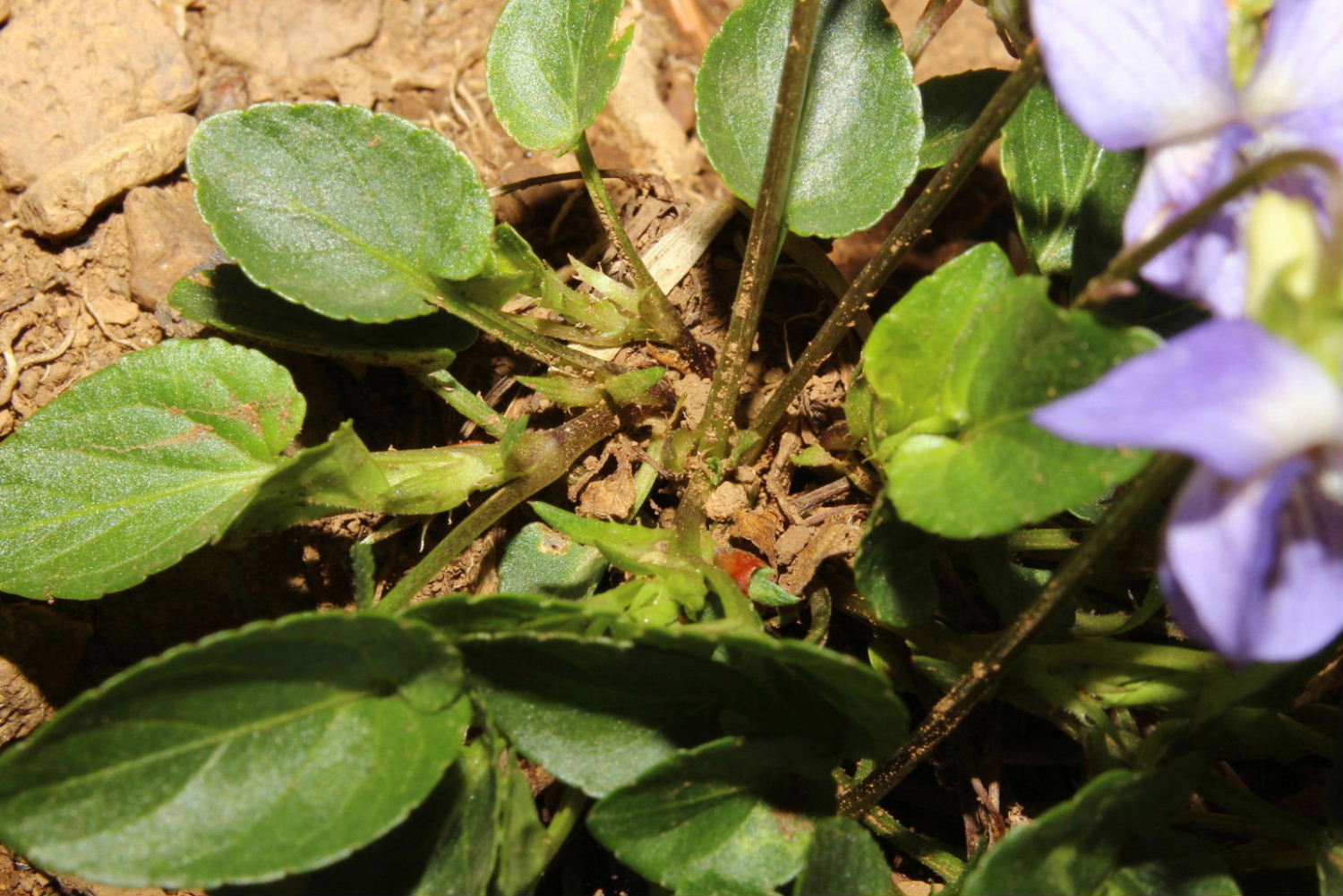 Viola da determinare